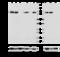 Calnexin antibody, 699401, BioLegend, Western Blot image 
