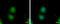 Galectin 3 antibody, GTX113486, GeneTex, Immunocytochemistry image 