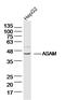 CXADR Like Membrane Protein antibody, GTX51678, GeneTex, Western Blot image 