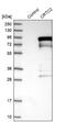 CREB Regulated Transcription Coactivator 2 antibody, NBP1-86925, Novus Biologicals, Western Blot image 