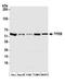 Transcription Factor EB antibody, A303-673A, Bethyl Labs, Western Blot image 