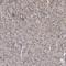 Sterol O-Acyltransferase 2 antibody, HPA025811, Atlas Antibodies, Immunohistochemistry frozen image 