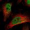 Serine/Threonine Kinase 10 antibody, NBP2-13396, Novus Biologicals, Immunofluorescence image 