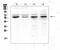 Kruppel Like Factor 4 antibody, A00120, Boster Biological Technology, Western Blot image 