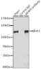 Kinesin Associated Protein 3 antibody, GTX64954, GeneTex, Immunoprecipitation image 