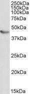 Triggering Receptor Expressed On Myeloid Cells 2 antibody, 42-134, ProSci, Western Blot image 