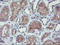 Regulatory Factor X Associated Ankyrin Containing Protein antibody, LS-C173742, Lifespan Biosciences, Immunohistochemistry frozen image 