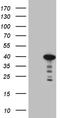 Myozenin 1 antibody, TA809006S, Origene, Western Blot image 
