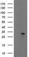 Eukaryotic Translation Initiation Factor 4E antibody, CF502896, Origene, Western Blot image 