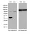 Heterogeneous Nuclear Ribonucleoprotein A0 antibody, M09015, Boster Biological Technology, Western Blot image 