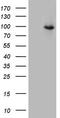 CD248 Molecule antibody, LS-C791108, Lifespan Biosciences, Western Blot image 