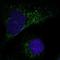 Matrix Metallopeptidase 1 antibody, HPA004920, Atlas Antibodies, Immunofluorescence image 