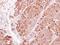 Protein TBRG4 antibody, LS-C185877, Lifespan Biosciences, Immunohistochemistry paraffin image 