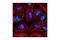 Fibrillarin antibody, 2639T, Cell Signaling Technology, Immunocytochemistry image 