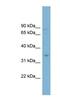 Glycerol-3-phosphate dehydrogenase, mitochondrial antibody, NBP1-62388, Novus Biologicals, Western Blot image 