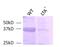 Gram Positive Bacteria LTA antibody, MA1-7402, Invitrogen Antibodies, Western Blot image 