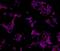 Transcription factor SOX-11 antibody, 14-9773-80, Invitrogen Antibodies, Immunocytochemistry image 