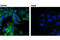 LLGL Scribble Cell Polarity Complex Component 1 antibody, 12159S, Cell Signaling Technology, Immunocytochemistry image 