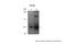 eIF-4G 2 antibody, 29-272, ProSci, Western Blot image 