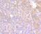 Interferon Induced Transmembrane Protein 3 antibody, NBP2-75533, Novus Biologicals, Immunohistochemistry paraffin image 