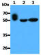 Layilin antibody, MBS200287, MyBioSource, Western Blot image 