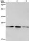 ER Membrane Protein Complex Subunit 8 antibody, PA5-50212, Invitrogen Antibodies, Western Blot image 