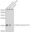 Histone Cluster 3 H3 antibody, STJ23989, St John