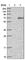 Zinc Finger Protein 649 antibody, HPA026541, Atlas Antibodies, Western Blot image 