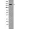 Tumor suppressor p53-binding protein 1 antibody, PA5-64732, Invitrogen Antibodies, Western Blot image 