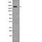 Tumor Protein P53 Binding Protein 1 antibody, PA5-64732, Invitrogen Antibodies, Western Blot image 