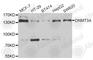 DNA Methyltransferase 3 Alpha antibody, A6503, ABclonal Technology, Western Blot image 