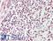 TAR DNA Binding Protein antibody, LS-B10176, Lifespan Biosciences, Immunohistochemistry frozen image 