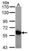 Creatine Kinase, Mitochondrial 2 antibody, GTX107874, GeneTex, Western Blot image 