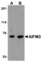 Apoptosis Inducing Factor Mitochondria Associated 3 antibody, MBS150546, MyBioSource, Western Blot image 