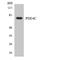 Phosphodiesterase 4C antibody, LS-C200469, Lifespan Biosciences, Western Blot image 