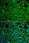Zinc Finger Protein 346 antibody, LS-C349201, Lifespan Biosciences, Immunofluorescence image 