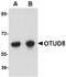 OTU domain-containing protein 5 antibody, MBS150538, MyBioSource, Western Blot image 