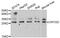 Gamma-crystallin D antibody, MBS2524607, MyBioSource, Western Blot image 