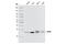 Eukaryotic Translation Initiation Factor 4H antibody, 2444S, Cell Signaling Technology, Western Blot image 