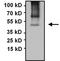 Paired Box 5 antibody, GTX54532, GeneTex, Immunoprecipitation image 