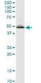Nucleosome Assembly Protein 1 Like 1 antibody, H00004673-B02P, Novus Biologicals, Western Blot image 