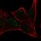 Metallo-Beta-Lactamase Domain Containing 2 antibody, HPA060264, Atlas Antibodies, Immunofluorescence image 