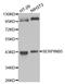 Serpin Family B Member 5 antibody, MBS127847, MyBioSource, Western Blot image 