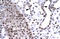Golgi Membrane Protein 1 antibody, orb75291, Biorbyt, Immunohistochemistry paraffin image 