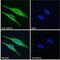 Actin Related Protein 2/3 Complex Subunit 2 antibody, NB100-1037, Novus Biologicals, Immunofluorescence image 