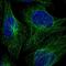 Vacuolar protein sorting-associated protein 45 antibody, NBP1-81642, Novus Biologicals, Immunofluorescence image 