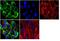 TRNA Aspartic Acid Methyltransferase 1 antibody, MA5-16197, Invitrogen Antibodies, Immunofluorescence image 