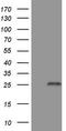 TNF Receptor Superfamily Member 18 antibody, LS-C340036, Lifespan Biosciences, Western Blot image 