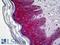 Junction Plakoglobin antibody, LS-B5502, Lifespan Biosciences, Immunohistochemistry frozen image 