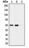 Dual specificity protein kinase CLK2 antibody, LS-C352018, Lifespan Biosciences, Western Blot image 